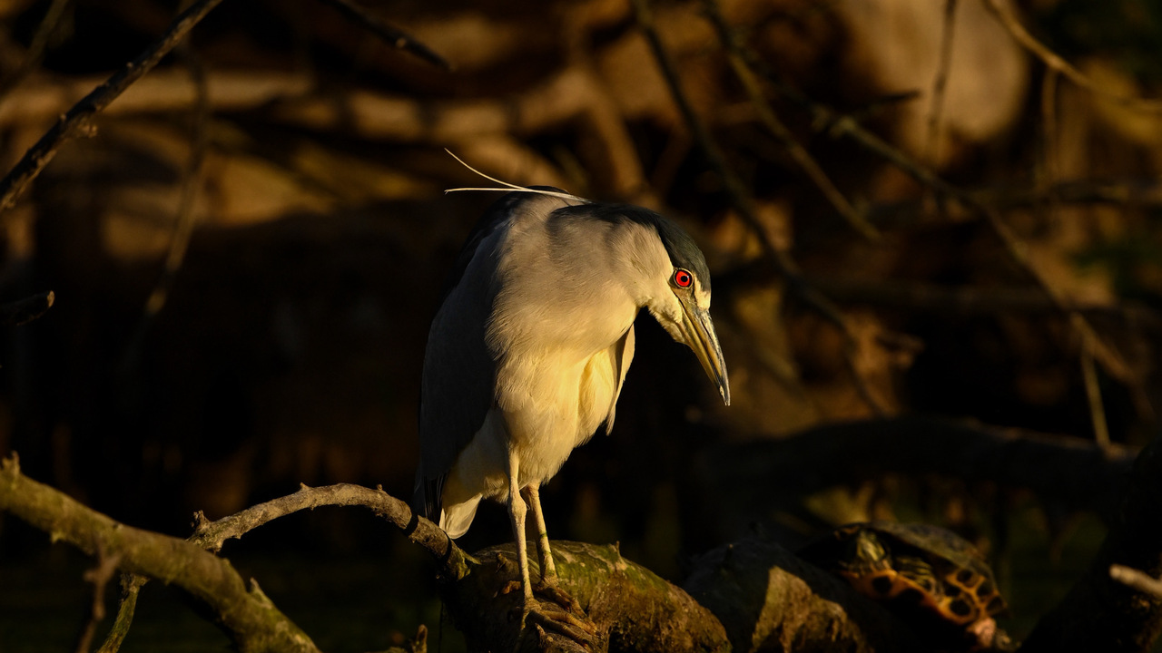 The Red Eye of Golden Hour