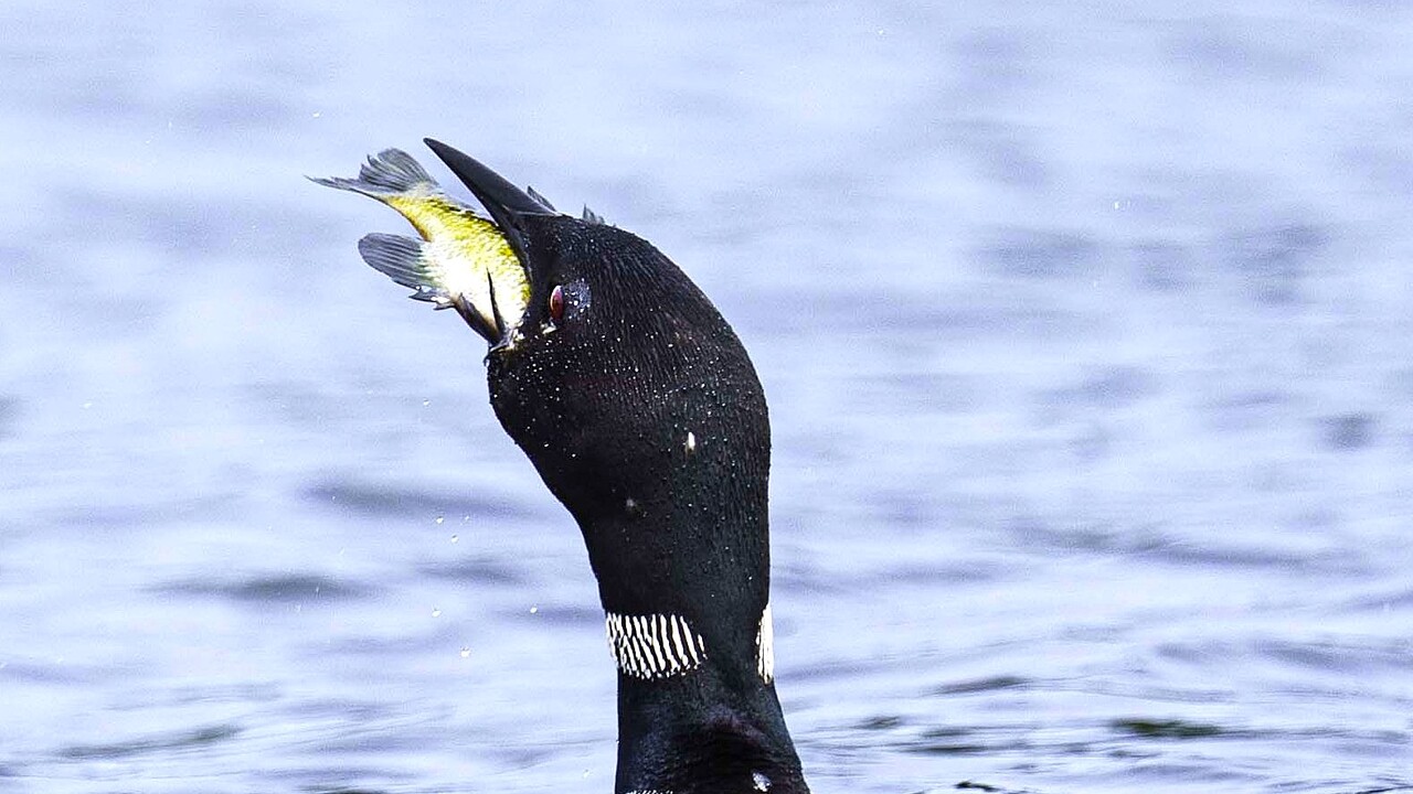 Hungry Loon