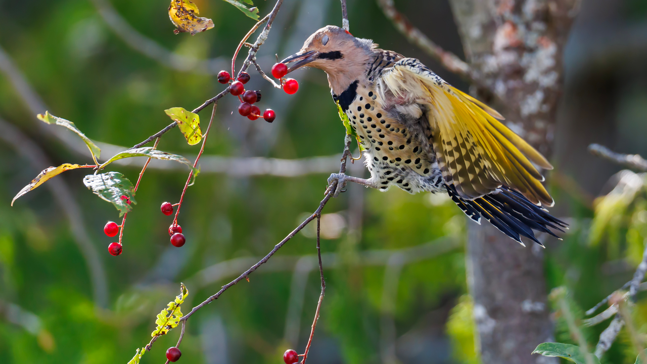 Northern Flicker and Nictitating Membrane
