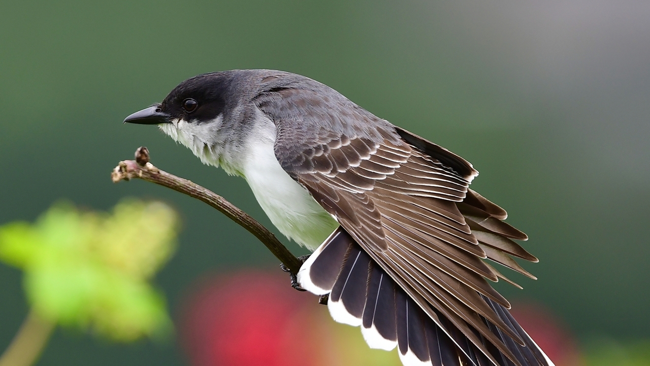 Eastern Kingbird