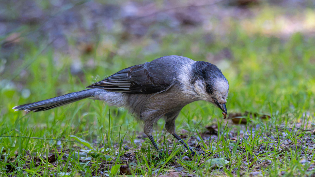 Canada Jay - aka Ant Eater
