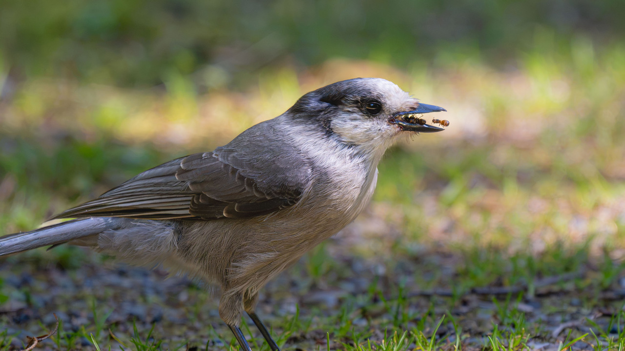 Canada Jay - aka Ant Eater
