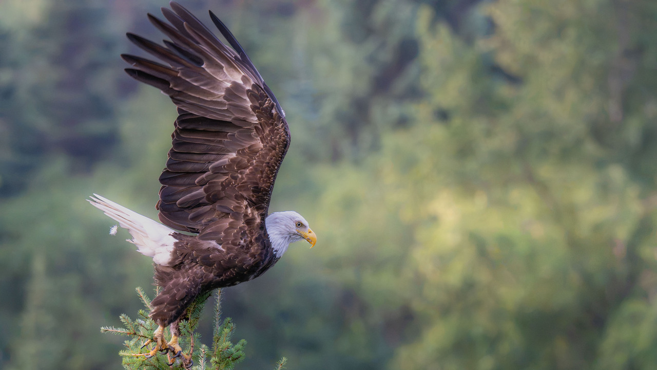 Bald Eagle Lift Off