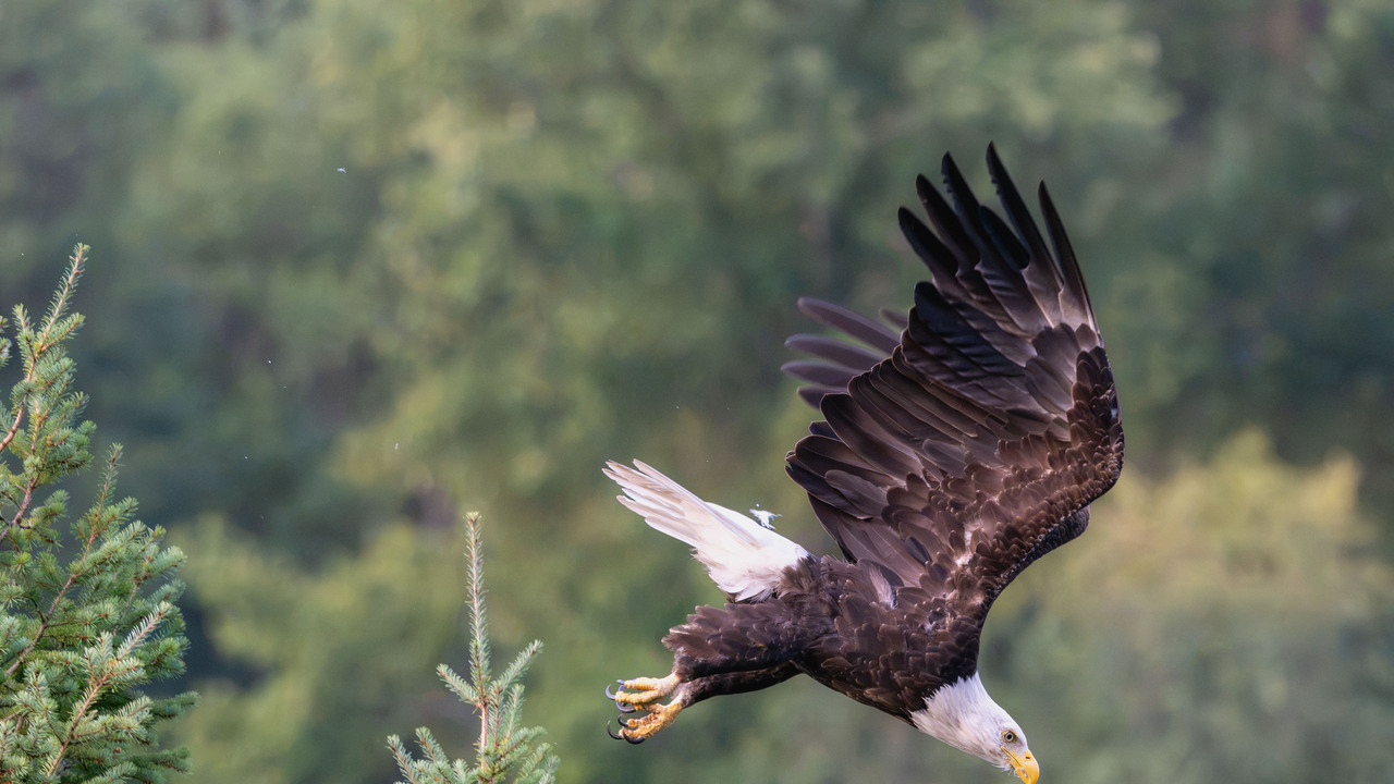 Bald Eagle Lift Off and Dive