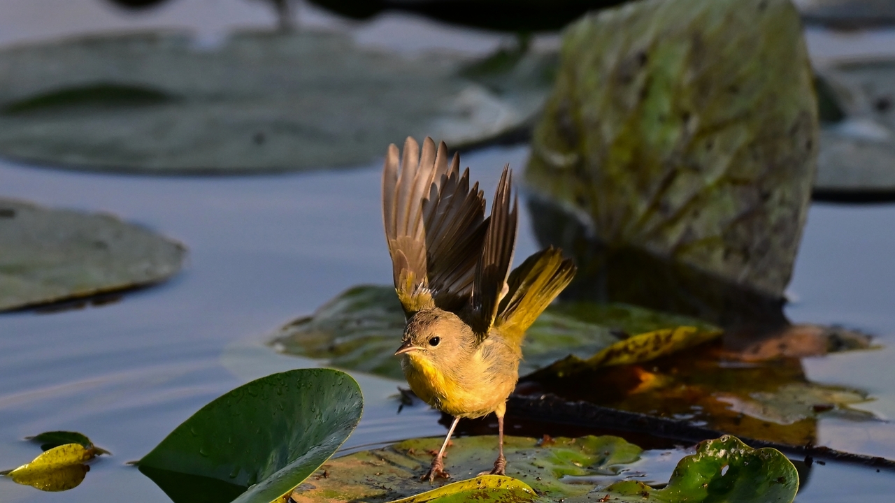 Female Common Yellow Throat