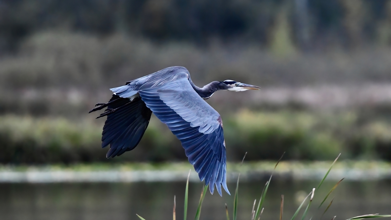 Blue Heron