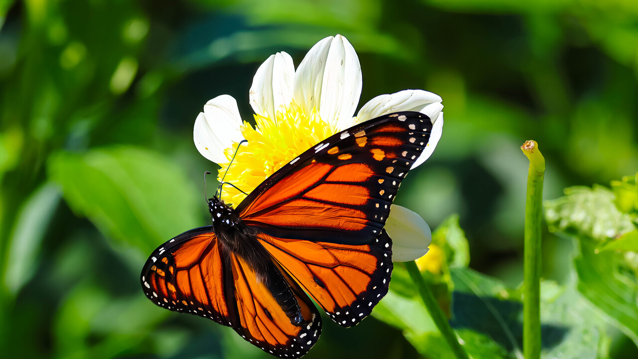 Nature's Contrast