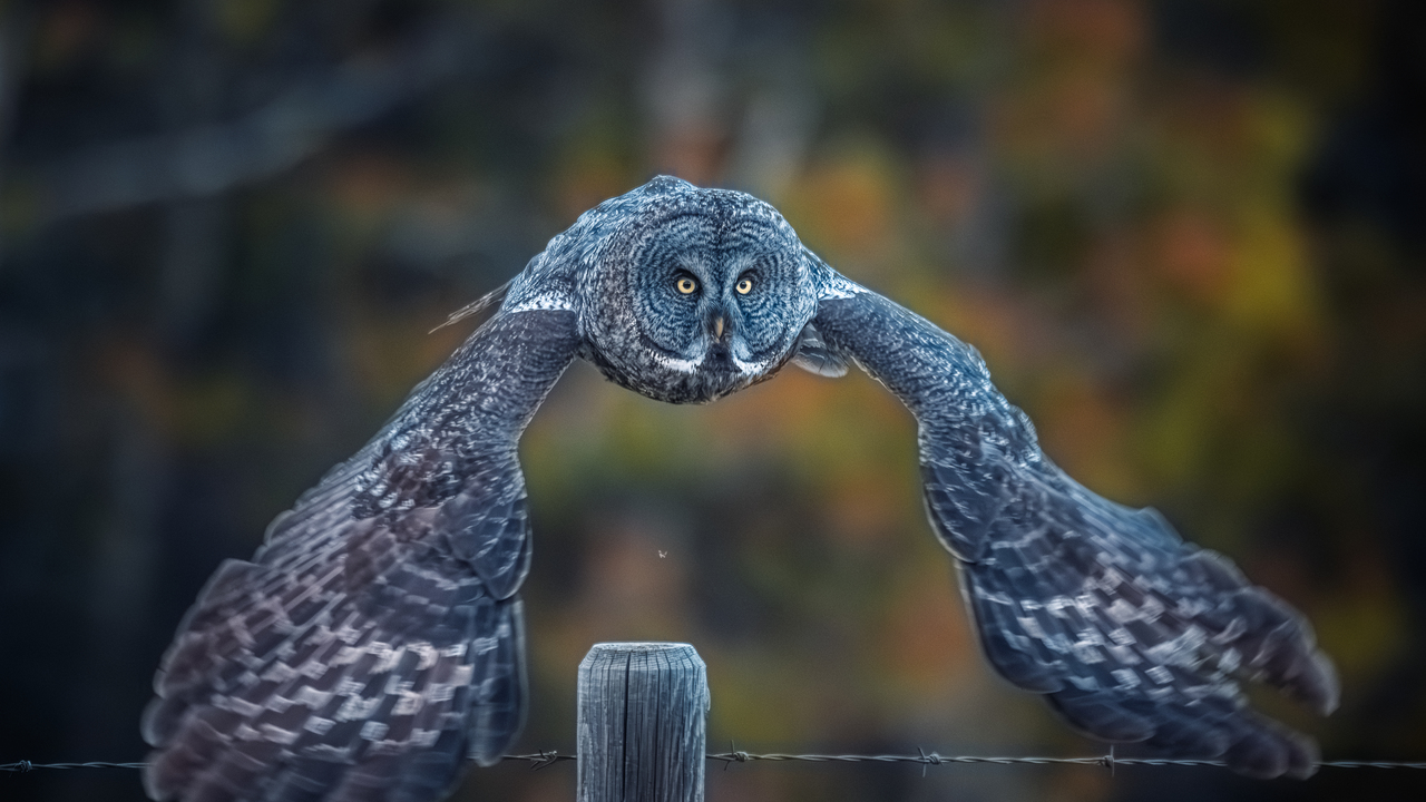 Silent wings, piercing eyes!