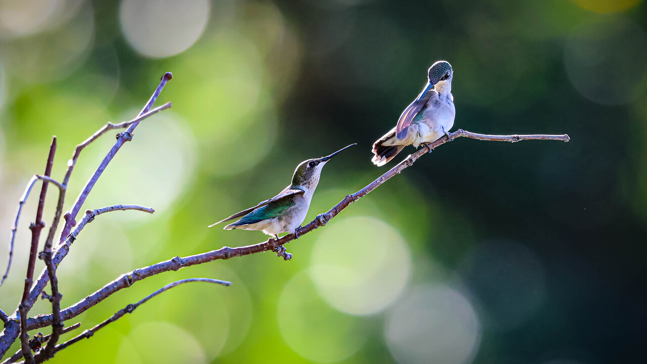 Ruby-throated Hummingbirds
