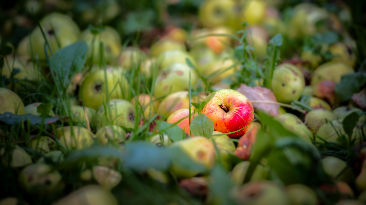 One Red Apple