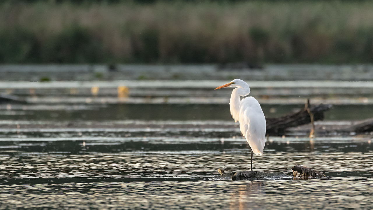 Great Egret