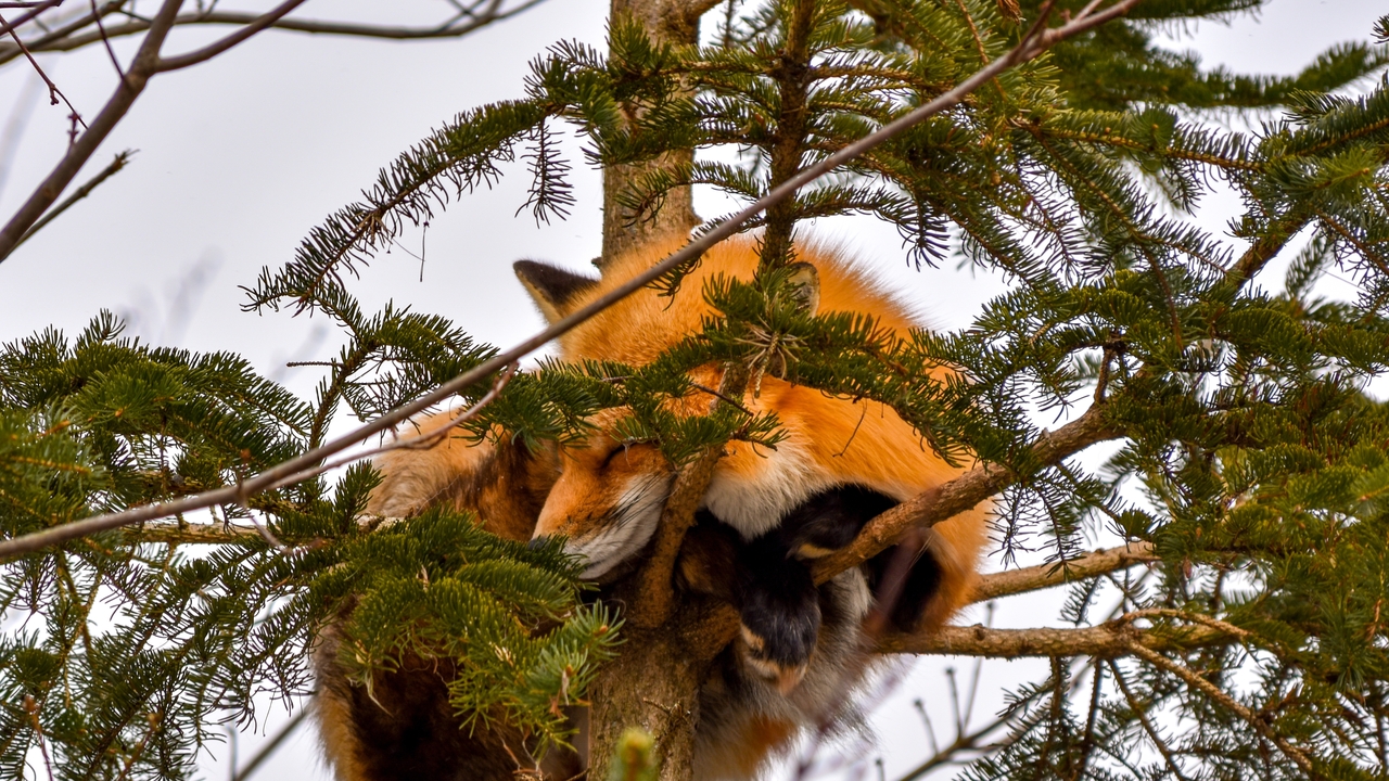 High-altitude nap