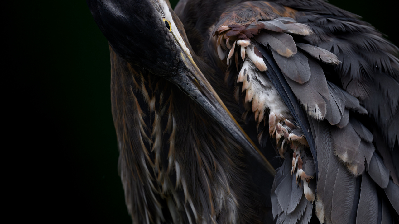 Heron preening