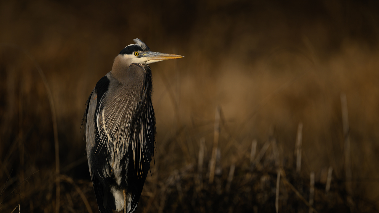 Morning Heron