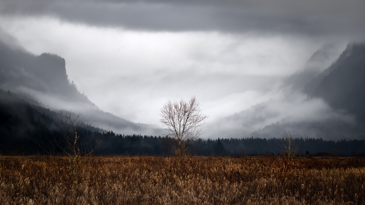 Winter Tree
