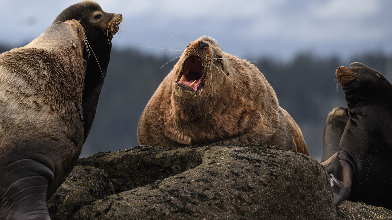 Steller's Sea Lion