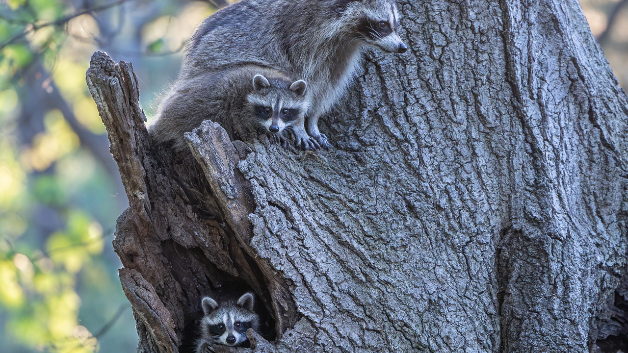 Family Tree