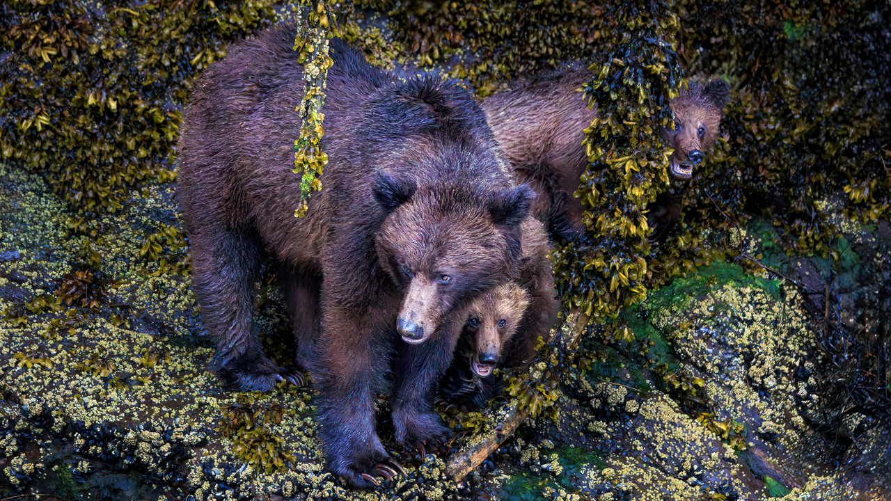 Grizzly Bears
