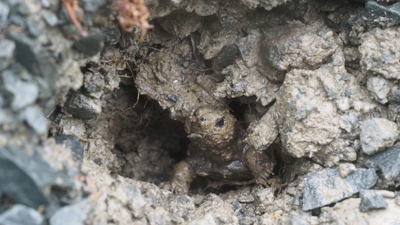 Snapping Turtle Hatchling