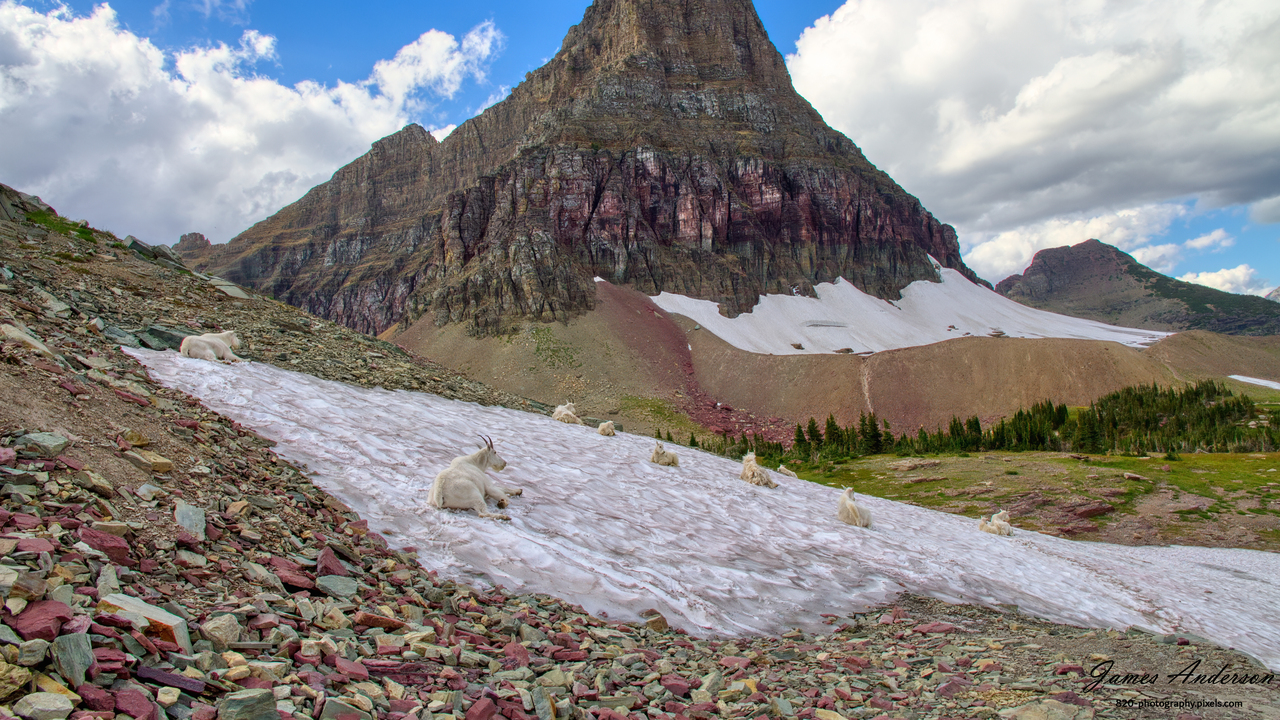 Mountain Goats are chillin'
