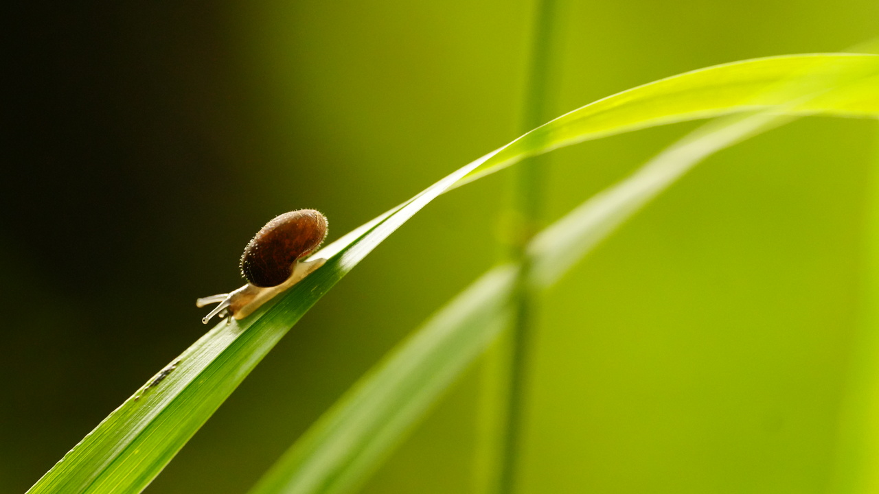 snail