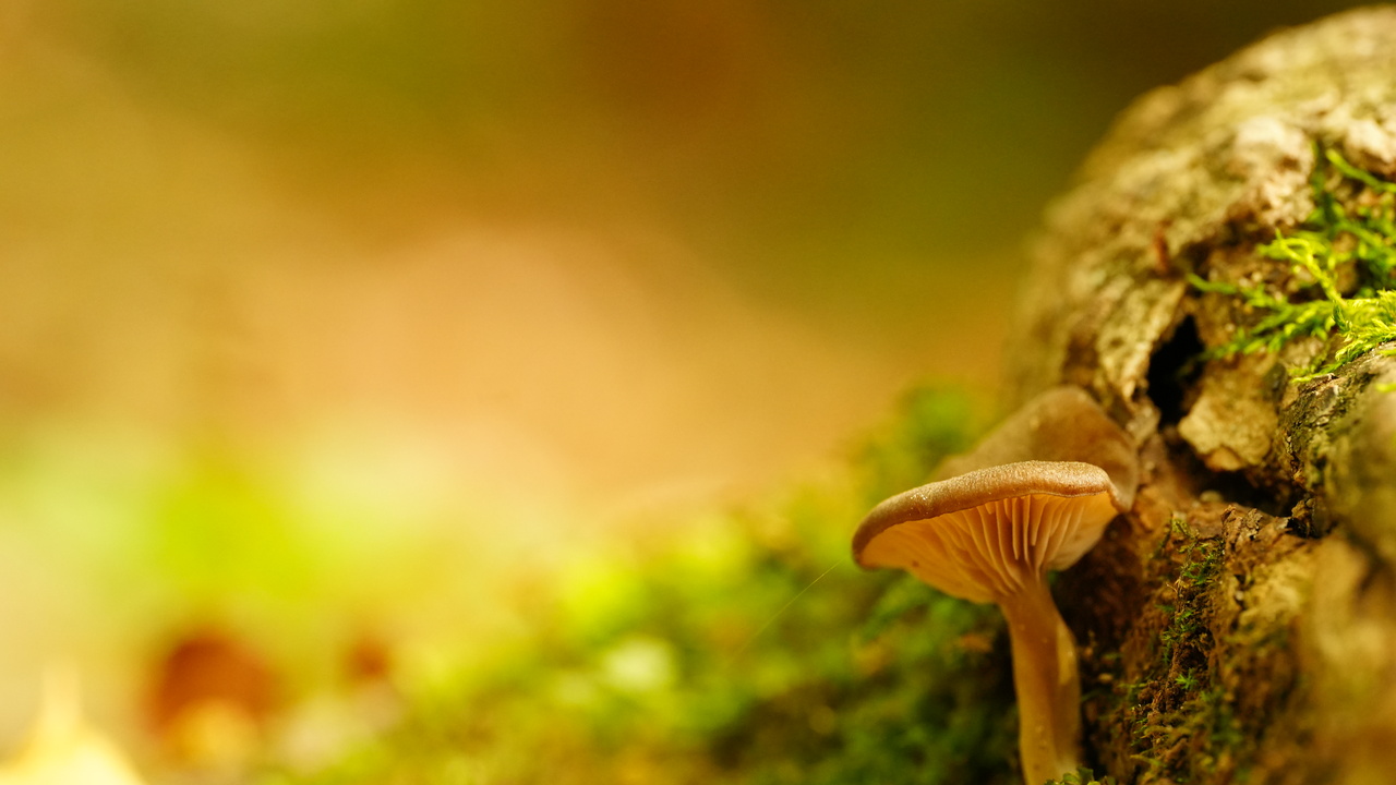 mushroom