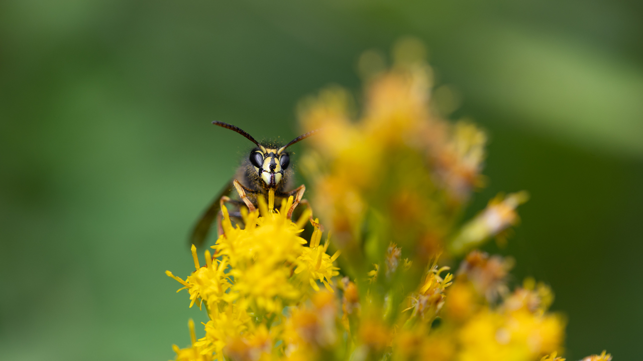 Where Does the Pollen Go?
