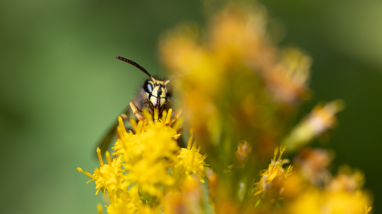 Workin' Bee