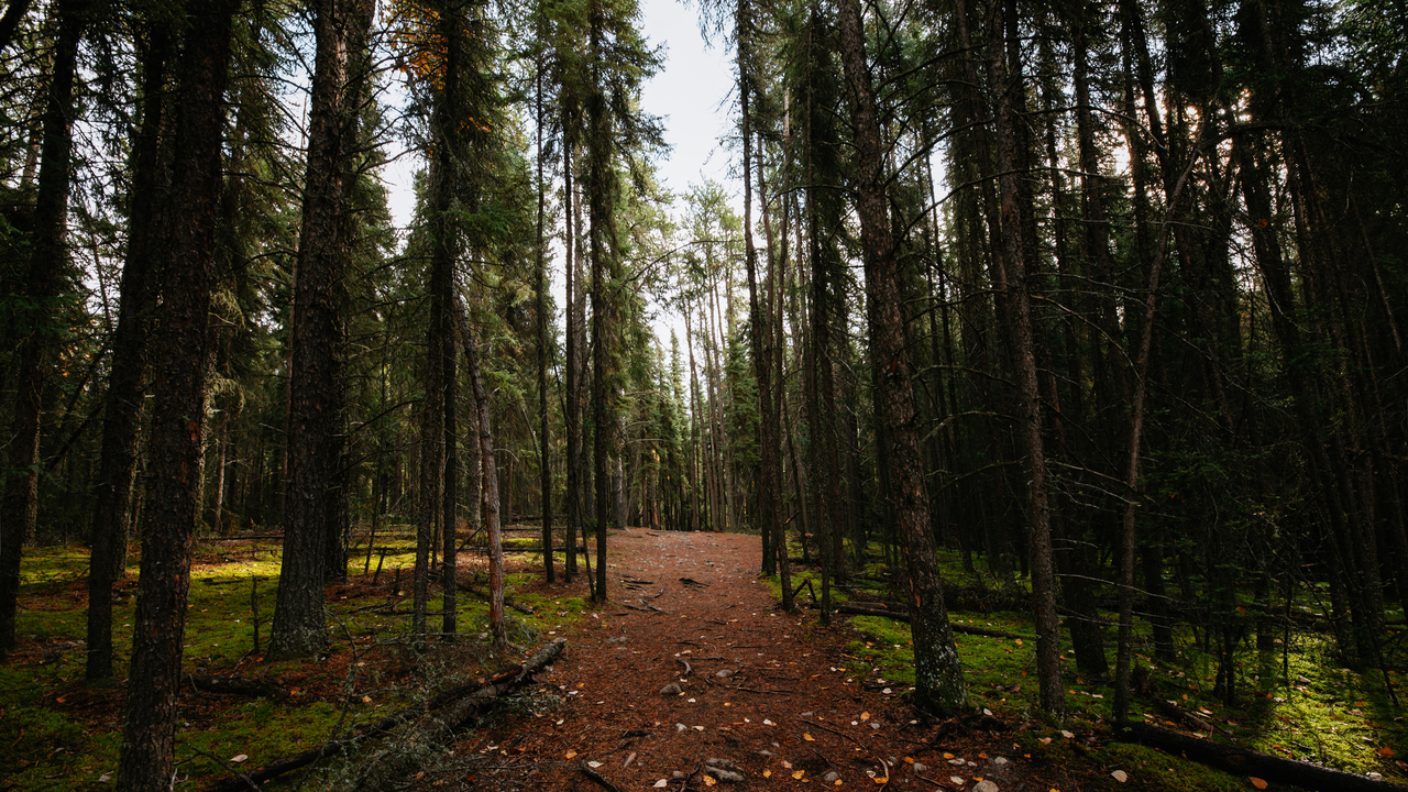 In the Woods We Go