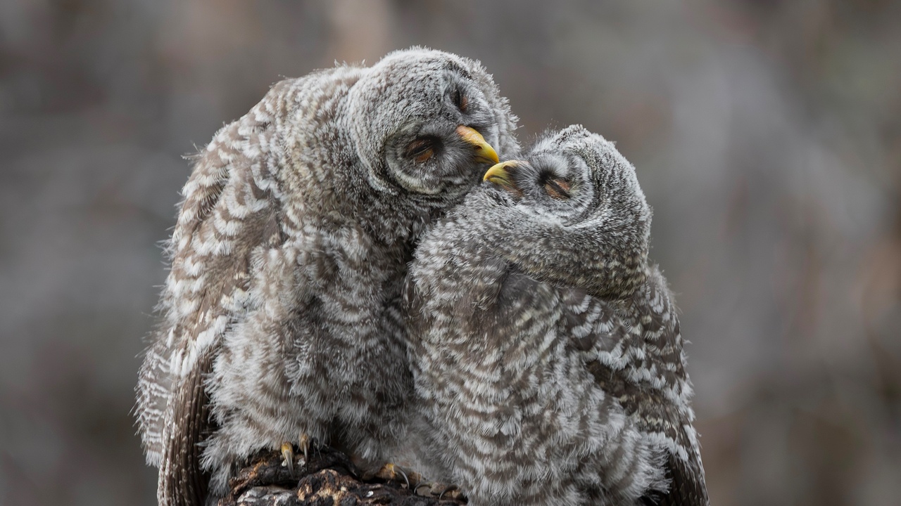 Sibling love 