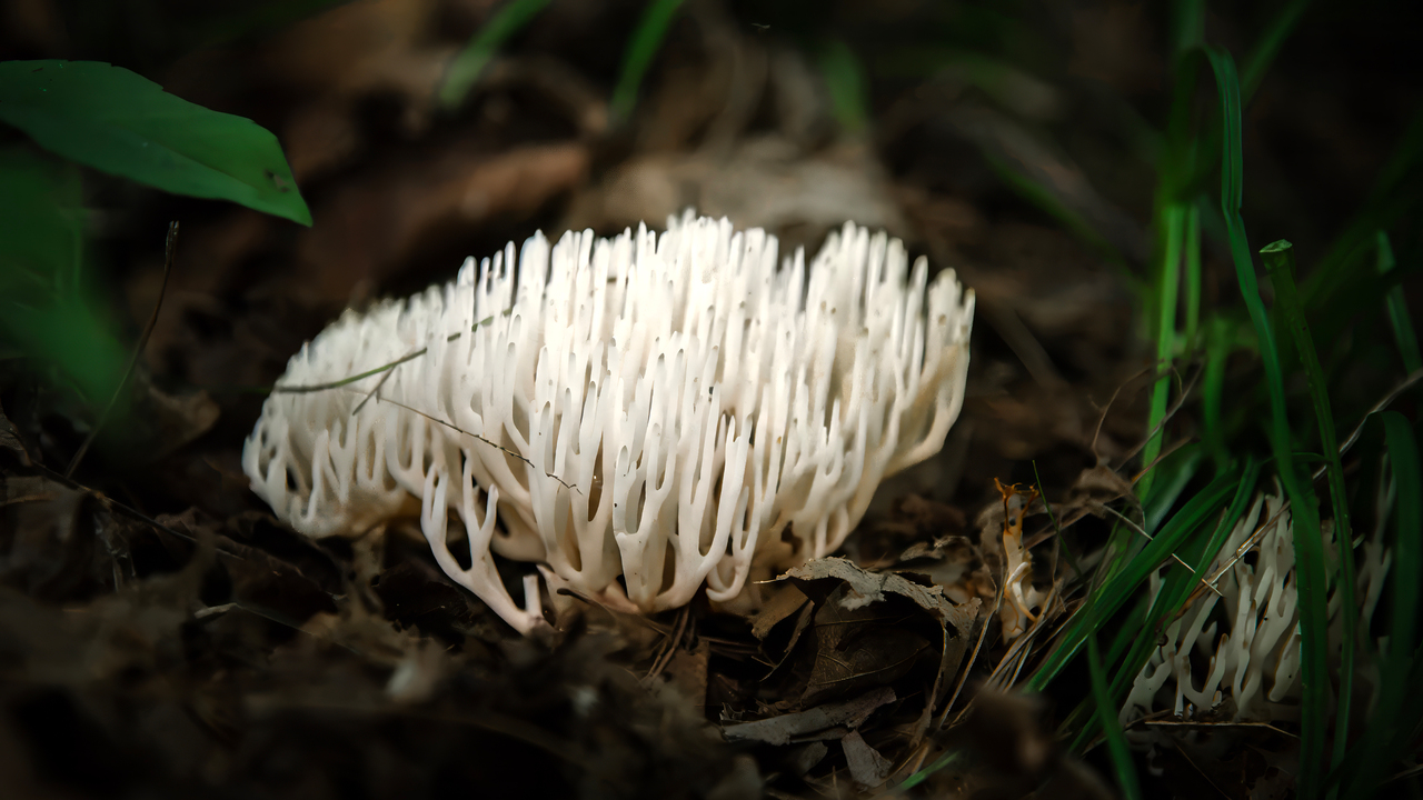 From the Ground