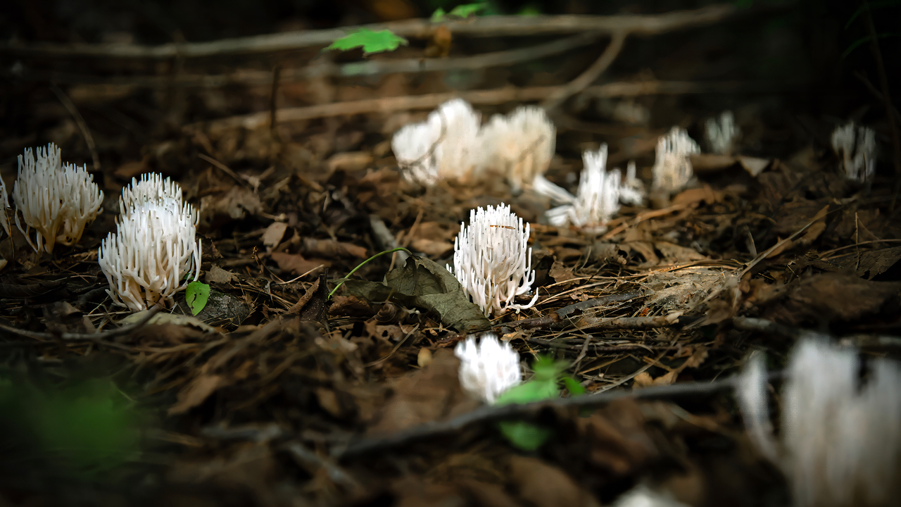 Forest of Fungi