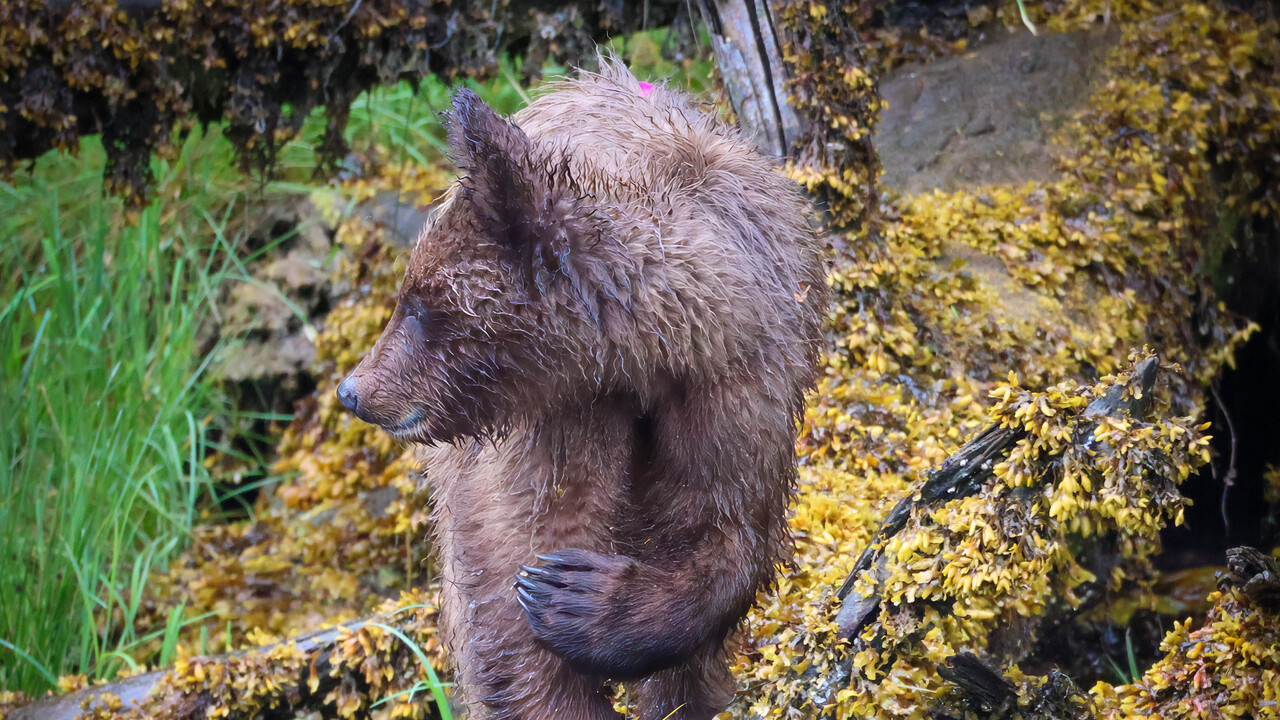 Golden Moss and Shaggy Fur