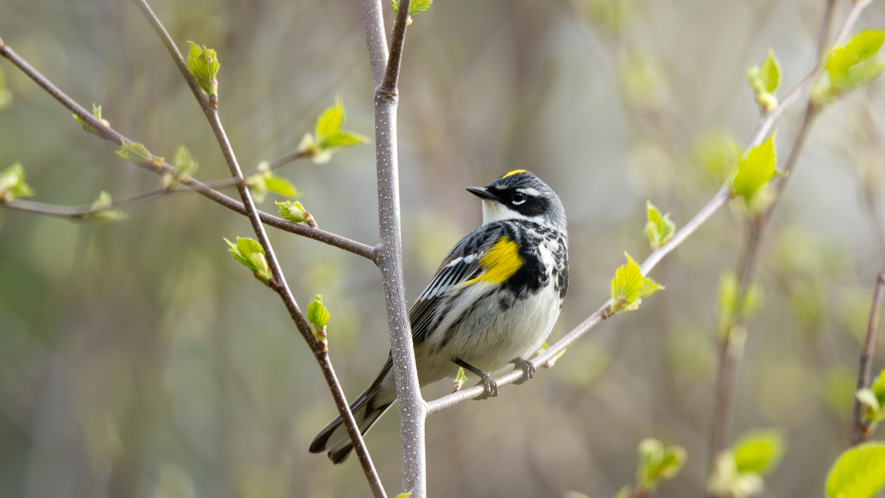 Yellow Rumped Warbler amongst Spring buds