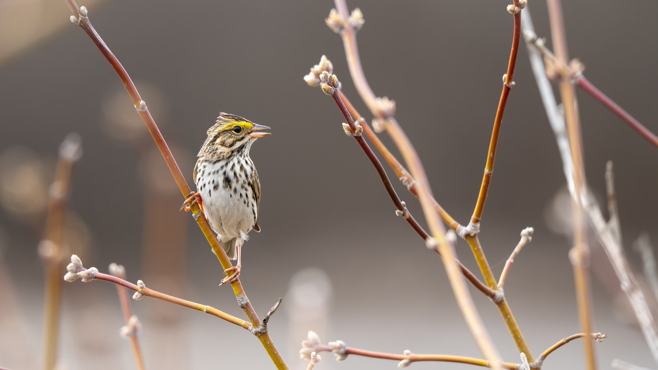 Savannah sparrow