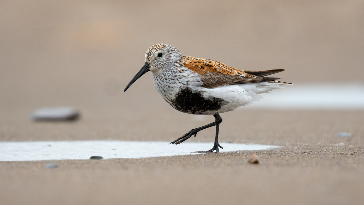 Dunlin at Point Pelee National Park