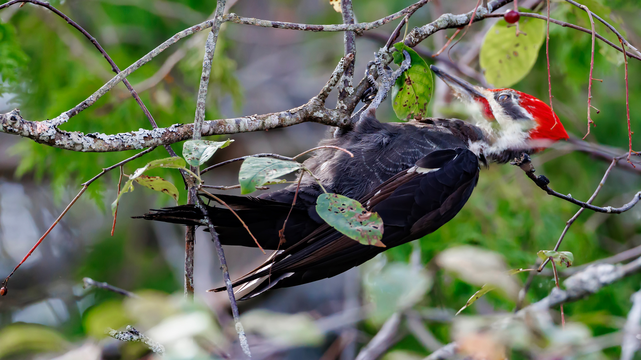 Pileated Woodpecker, Female