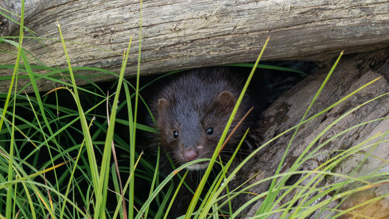 A special encounter with an American Mink