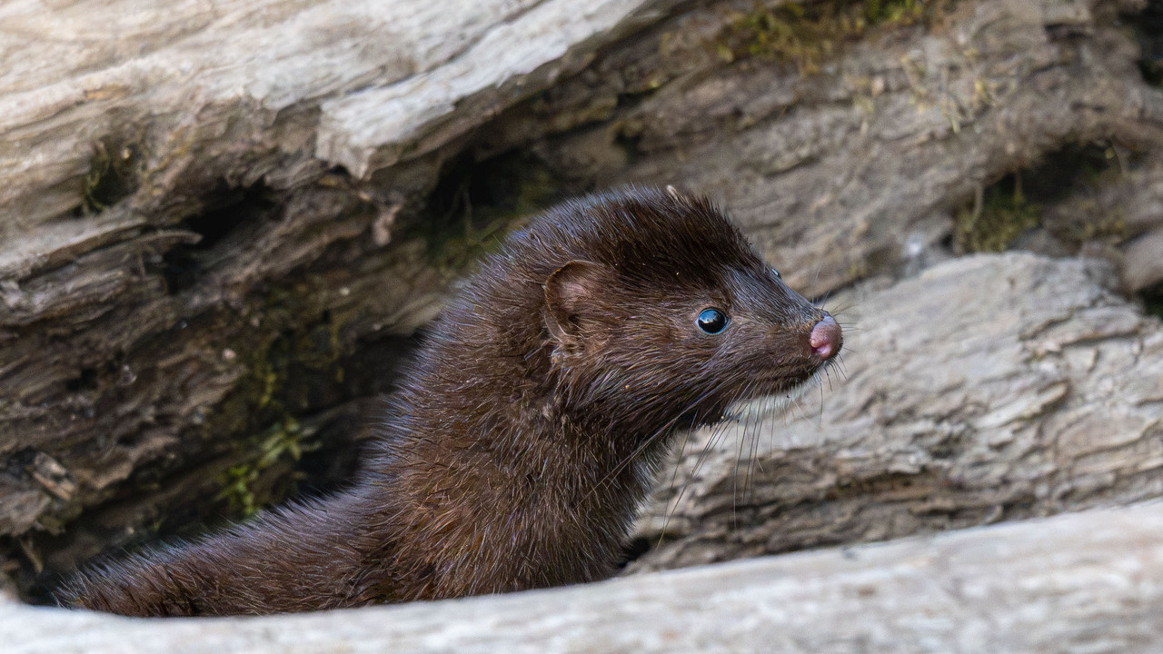 A special encounter with an American Mink