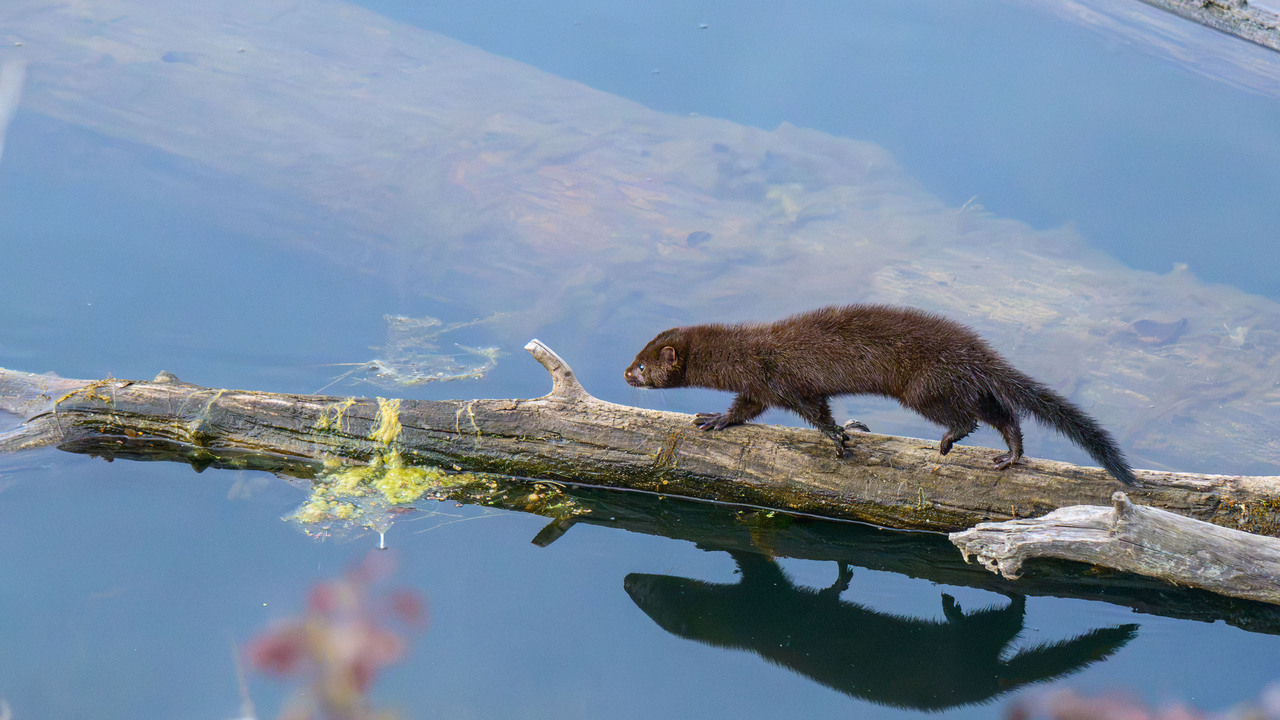 Morning Mink Reflections