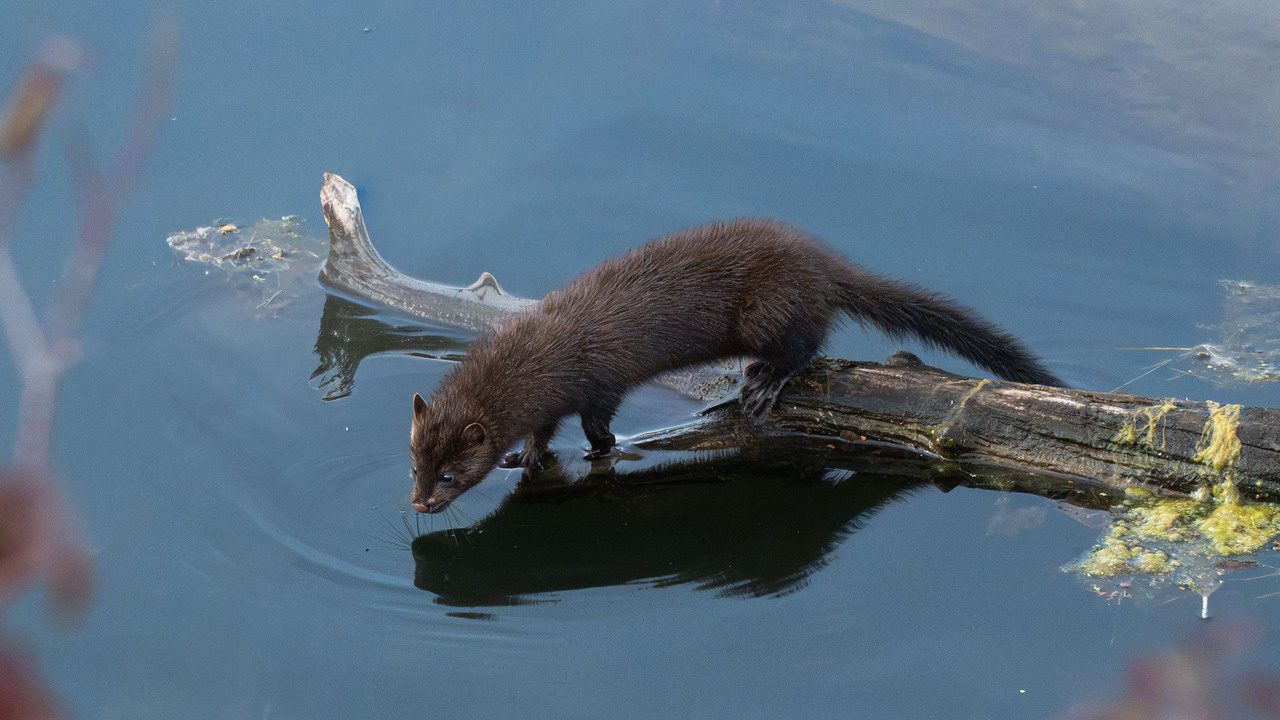 Morning Mink Reflections