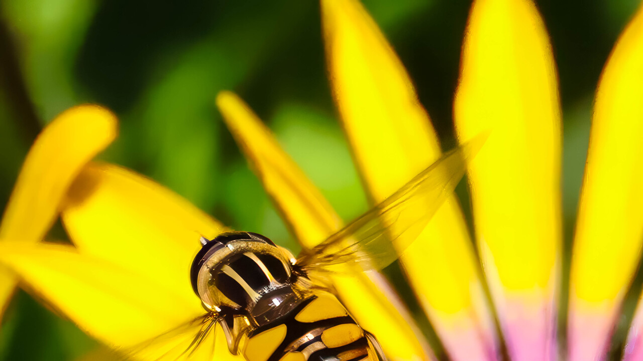 What's the Buzz