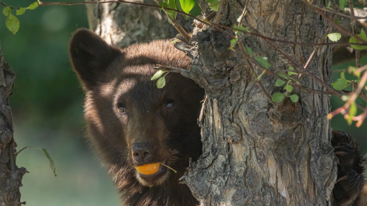Snacktime