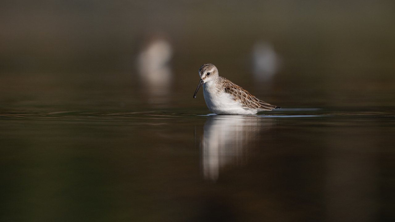 Western Sandpiper