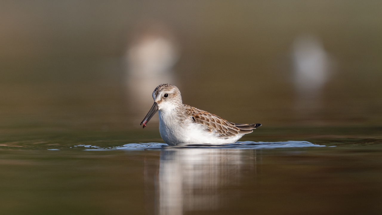 Western Sandpiper 