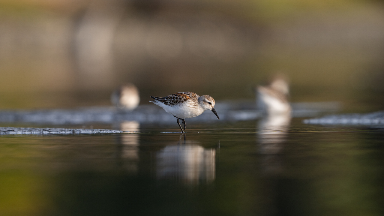 Western Sandpiper
