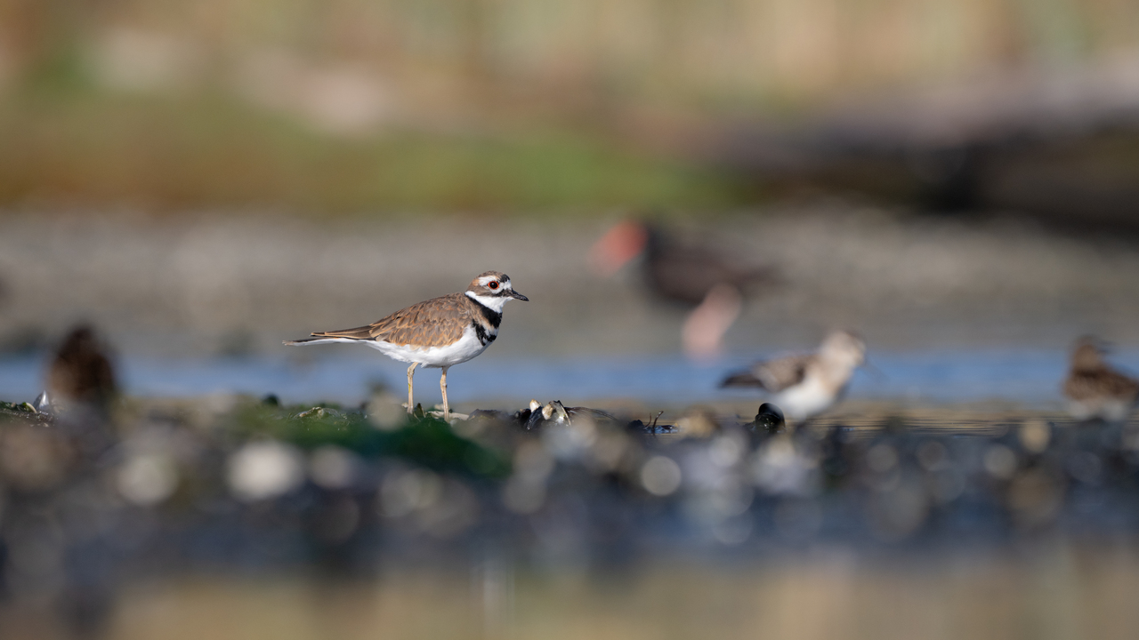 Killdeer