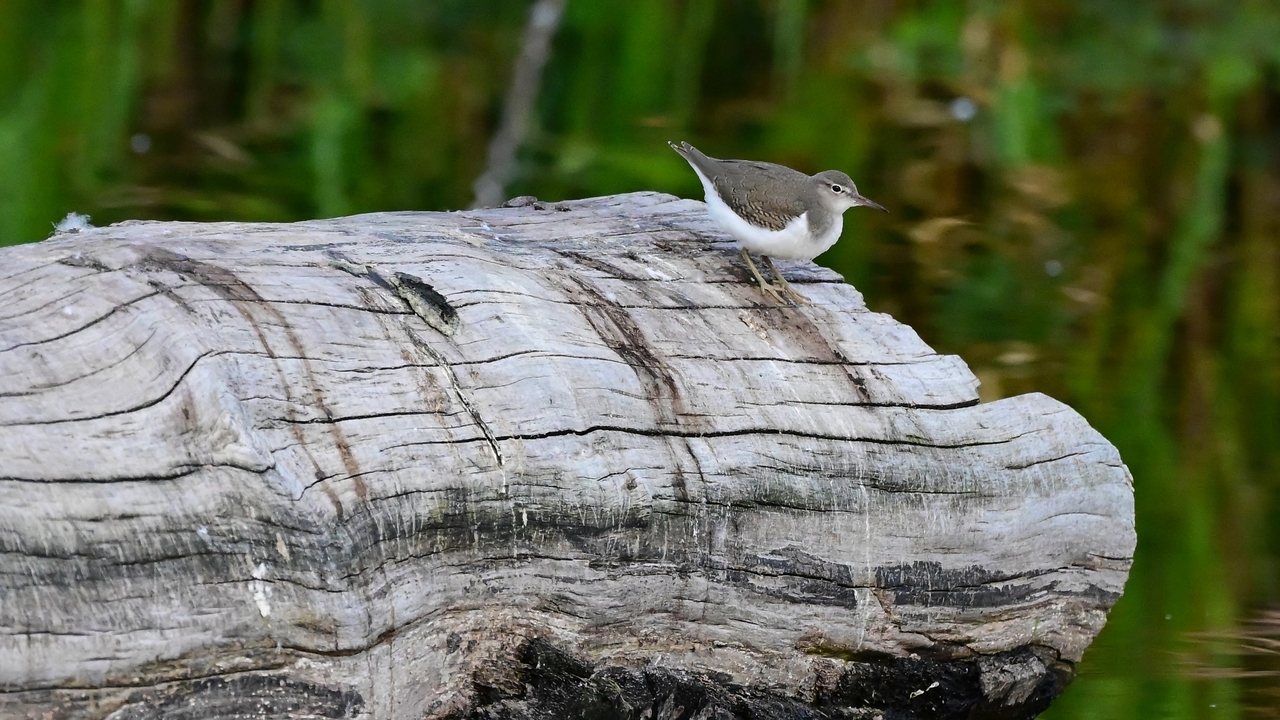 Spotted Sandpiper