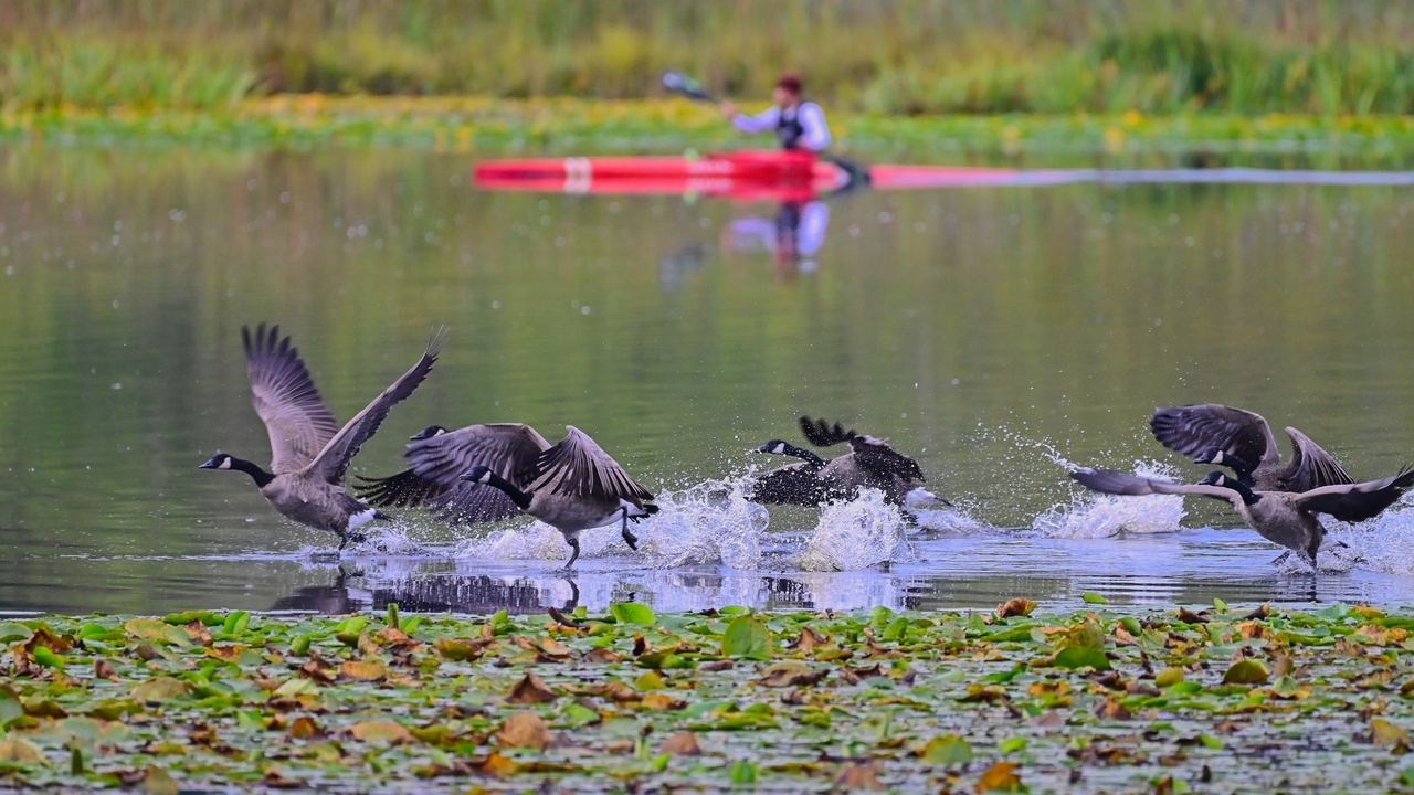 Canada Geese & Kayaker
