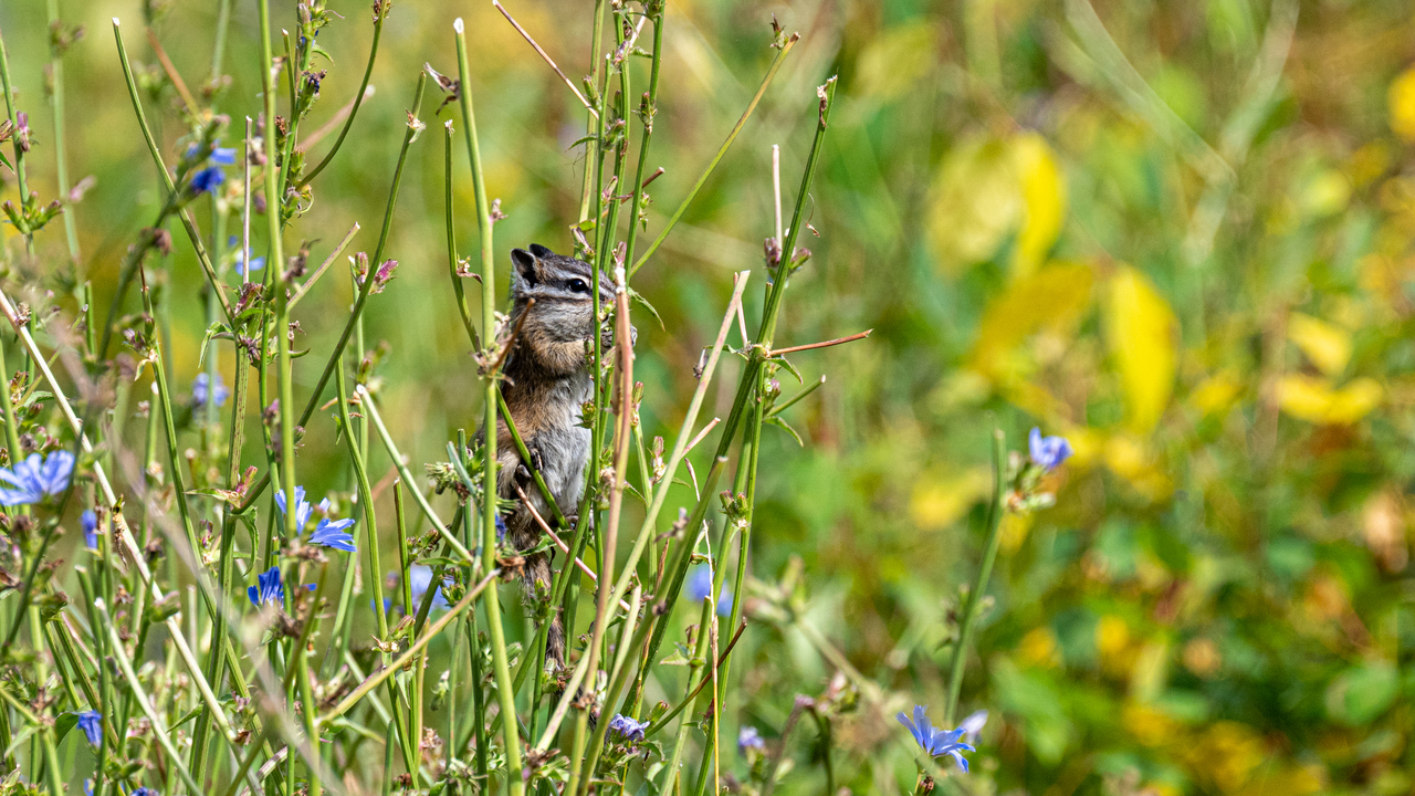 Chicory Chipmunk